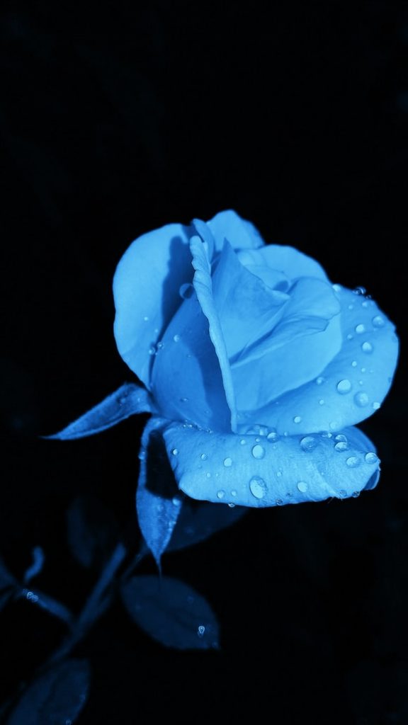 blauwe bloemen